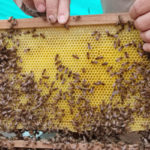 abejas