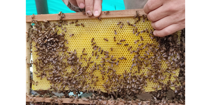 abejas