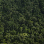 Aprobado proyecto de ley que penaliza la deforestacion