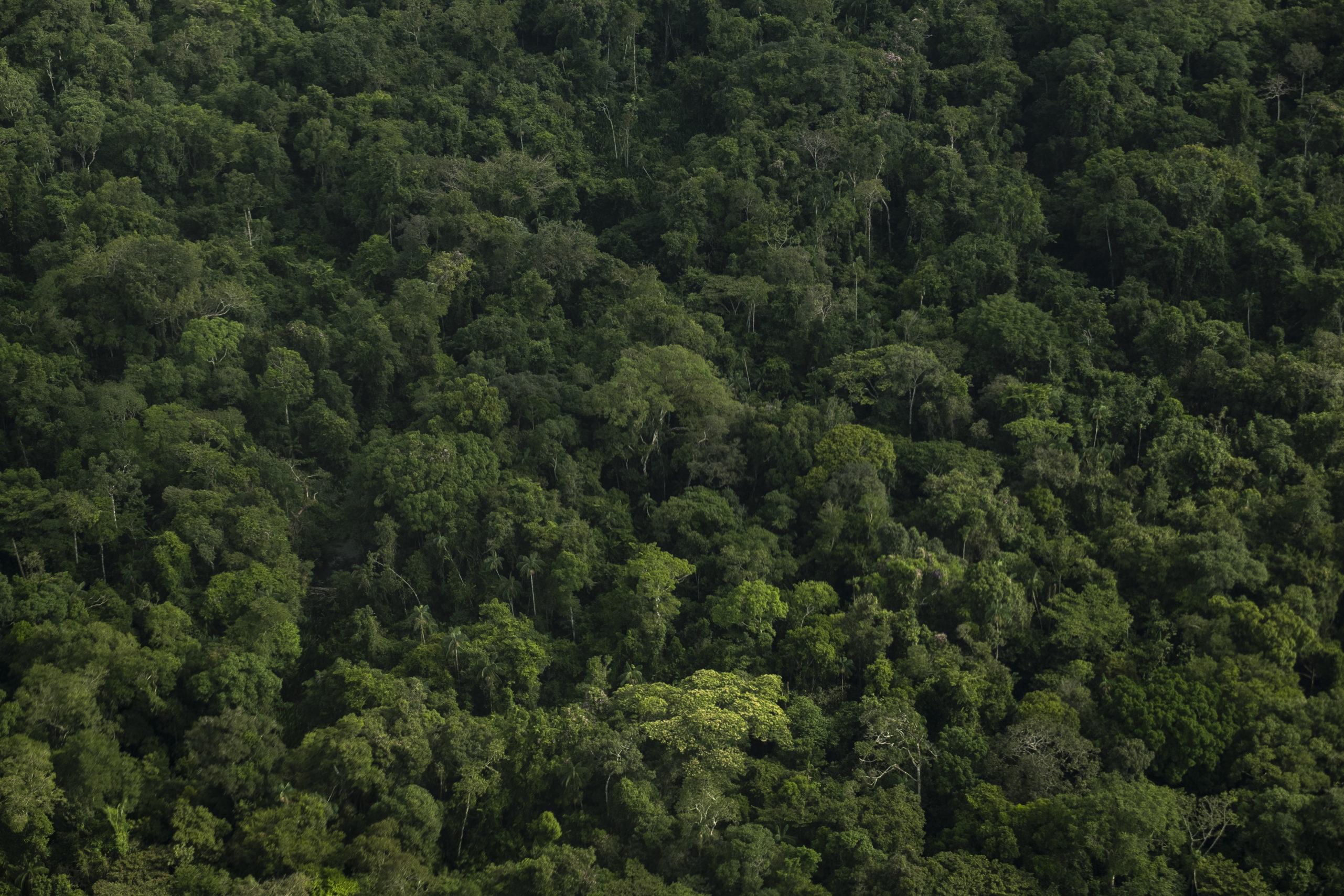Aprobado proyecto de ley que penaliza la deforestacion scaled