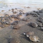 Colombia le cierra el cerco al trafico ilegal de especies silvestres