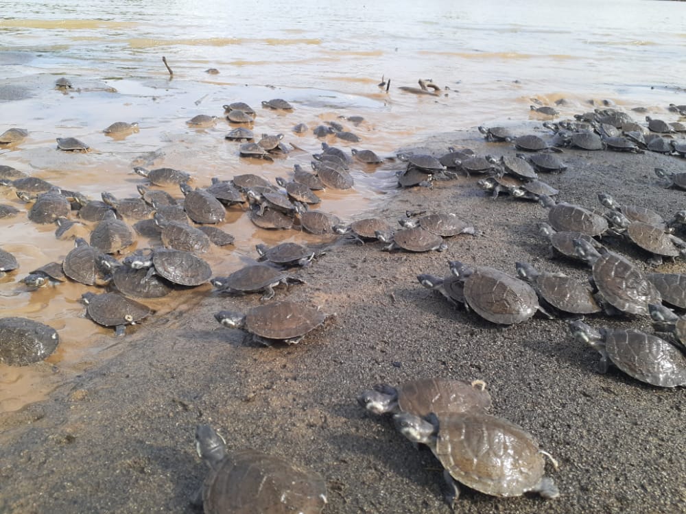 Colombia le cierra el cerco al trafico ilegal de especies silvestres