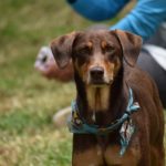 Con gran exito se desarrollo el Primer Congreso de Derecho Animal