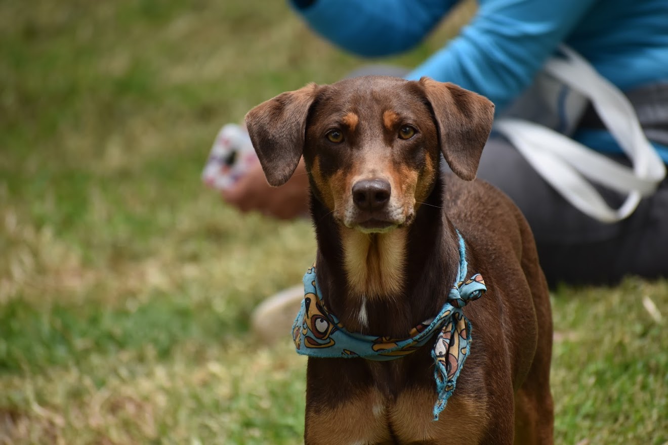 Con gran exito se desarrollo el Primer Congreso de Derecho Animal