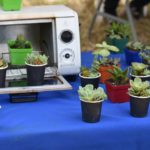 Con la siembra de arboles Cundinamarca avanza con la reforestacion en el departamento