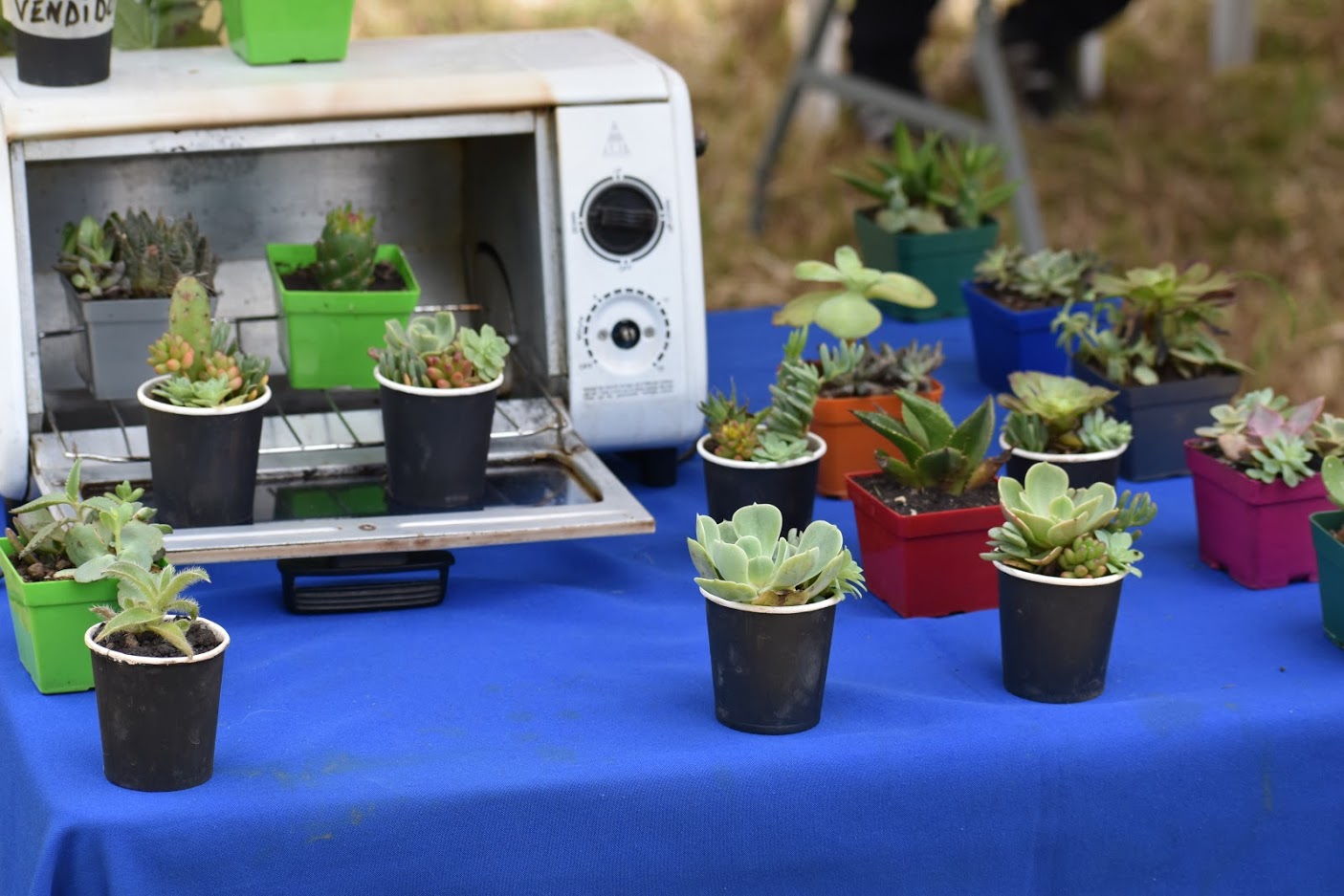 Con la siembra de arboles Cundinamarca avanza con la reforestacion en el departamento