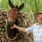 Cundinamarca homenajeo a los productores del campo