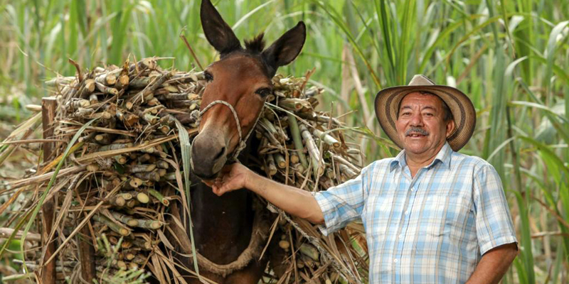 Cundinamarca homenajeo a los productores del campo