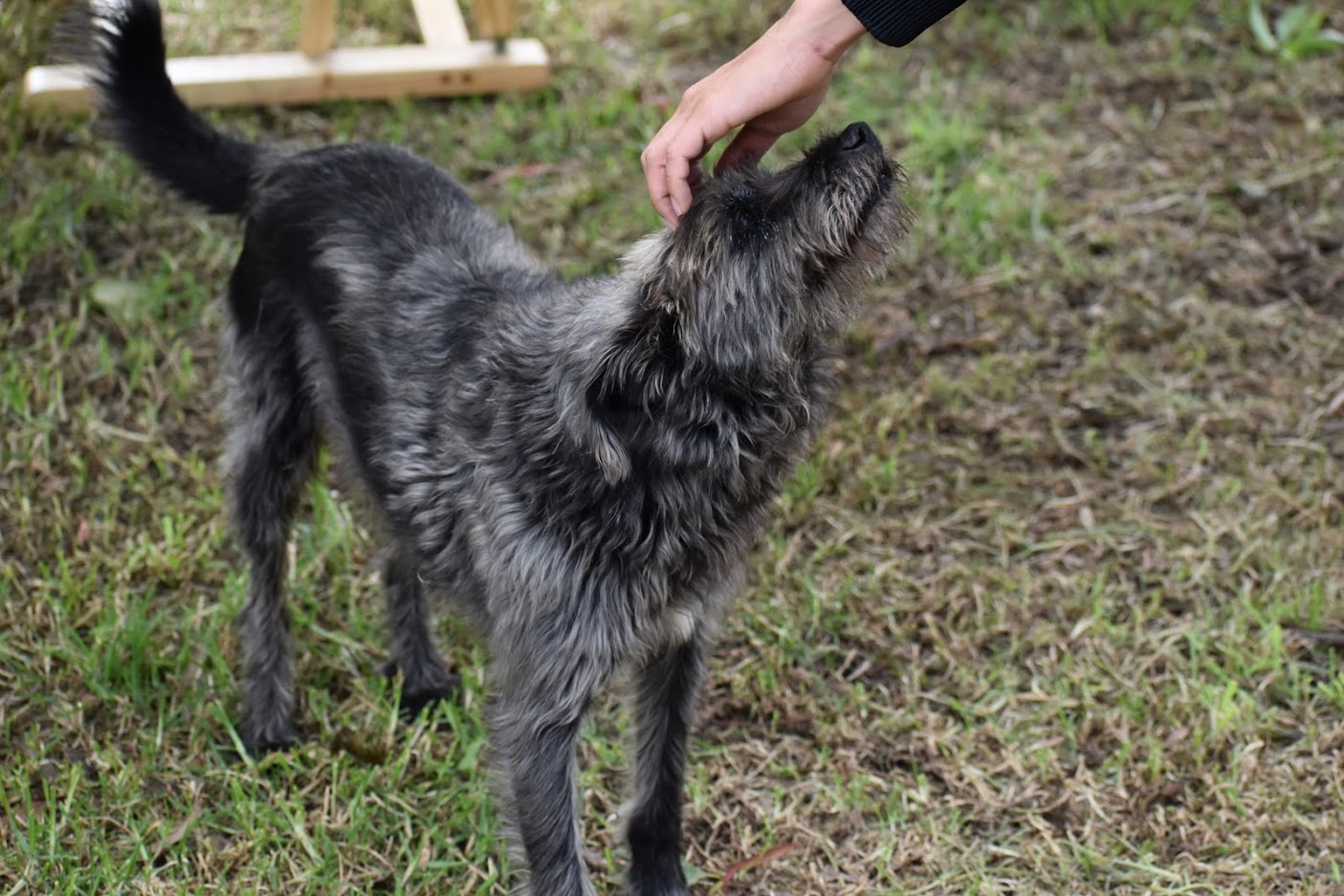 Diez recomendaciones para evitar accidentes con animales en la via