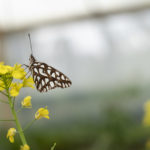 El 20 de las especies de mariposas del planeta estan en Colombia