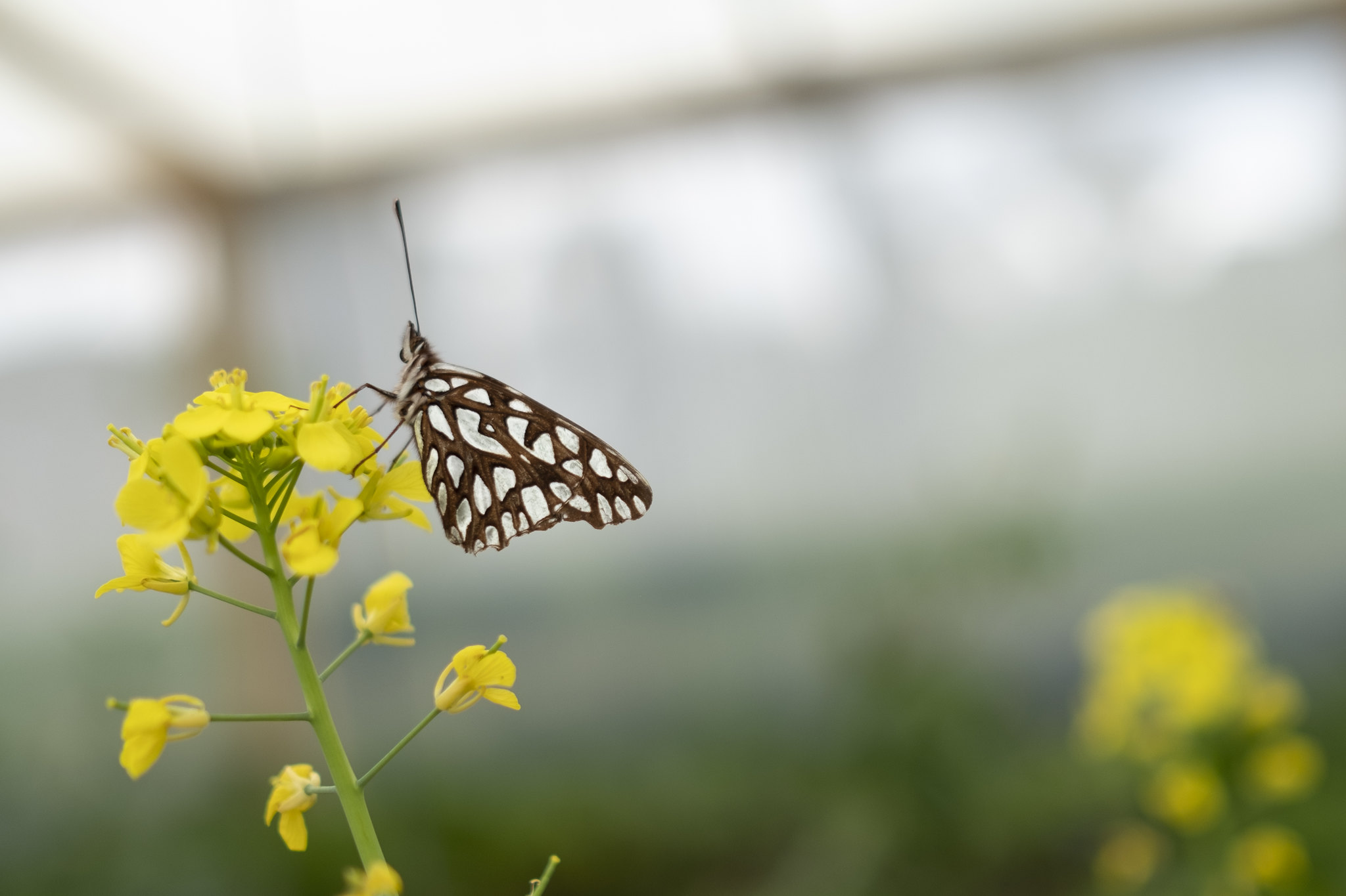 El 20 de las especies de mariposas del planeta estan en Colombia