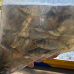 Repoblamiento de peces en la cuenca alta del rio Magdalena