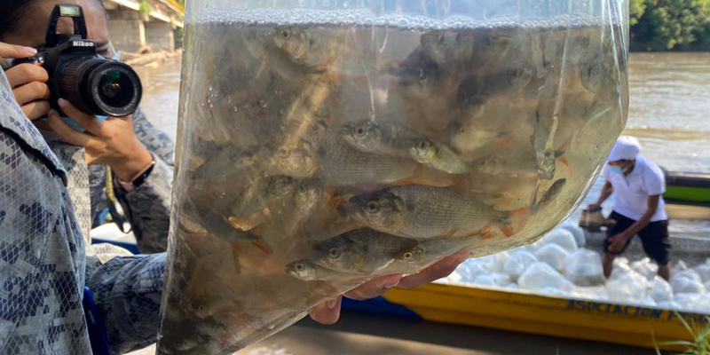 Repoblamiento de peces en la cuenca alta del rio Magdalena