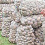 Aseguramiento de cultivos para papicultores de Zipaquira