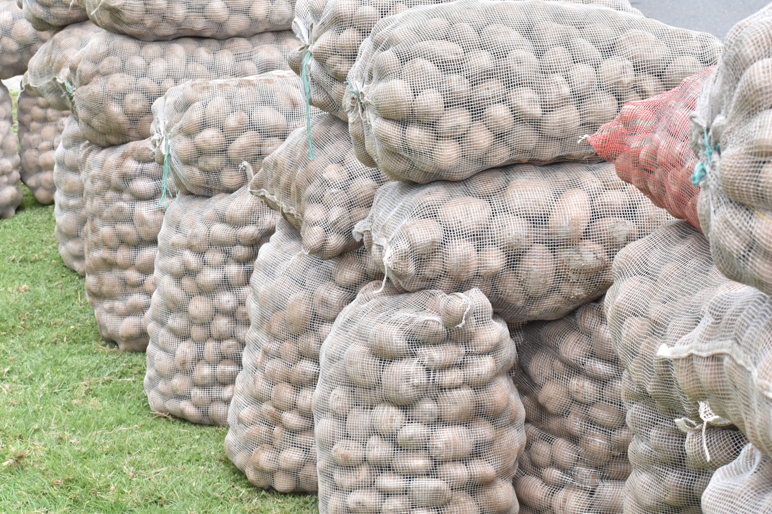 Aseguramiento de cultivos para papicultores de Zipaquira scaled