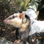Asi se monitorean los animales de parques ecologicos de montana y de humedal