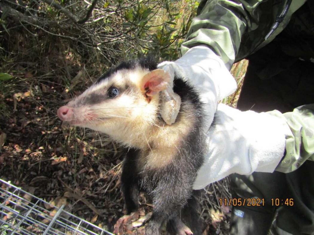 Asi se monitorean los animales de parques ecologicos de montana y de humedal