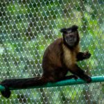 CAR ha rescatado 368 animales silvestres para su rehabilitacion durante el 2021