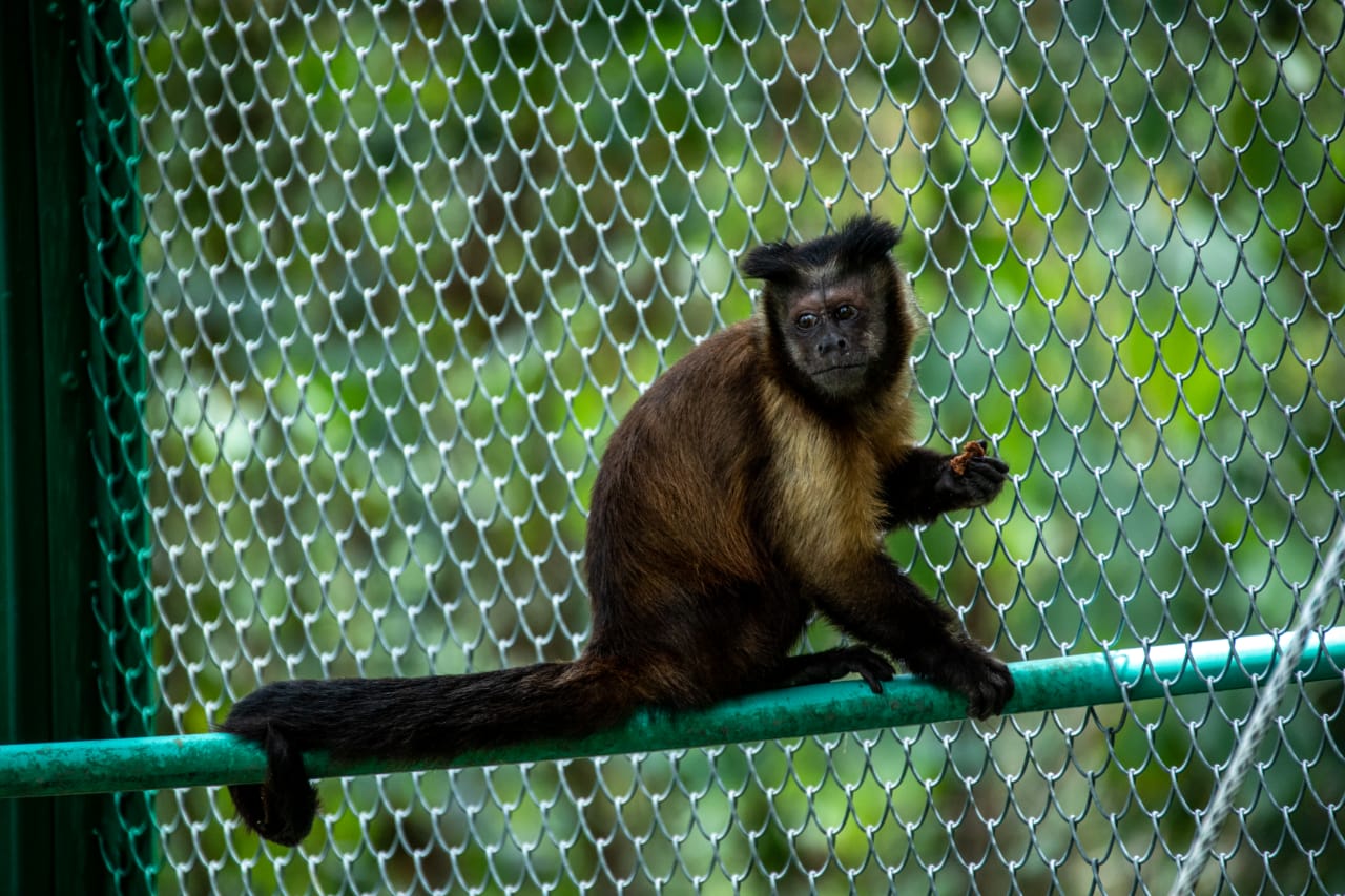 CAR ha rescatado 368 animales silvestres para su rehabilitacion durante el 2021