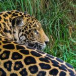 Colombia registra al menos 63.303 especies silvestres un 8 mas que en 2020