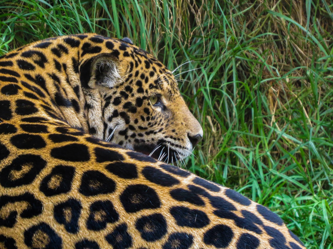 Colombia registra al menos 63.303 especies silvestres un 8 mas que en 2020