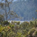 En el Paramo de Guerrero siembran arboles con cenizas de victimas de covid 19