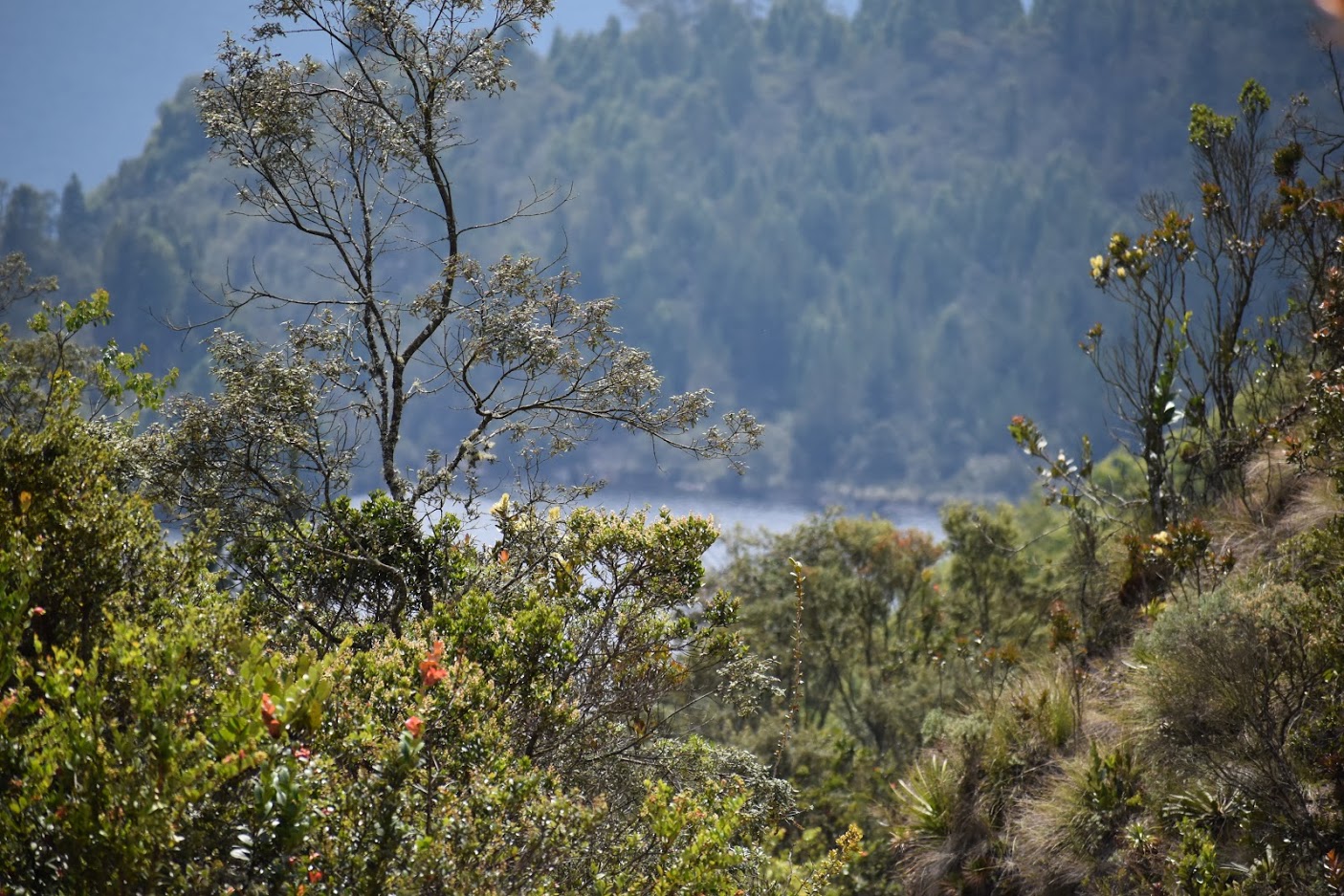 En el Paramo de Guerrero siembran arboles con cenizas de victimas de covid 19