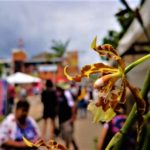 Expofusa y exposicion nacional de orquideas se cancelaron