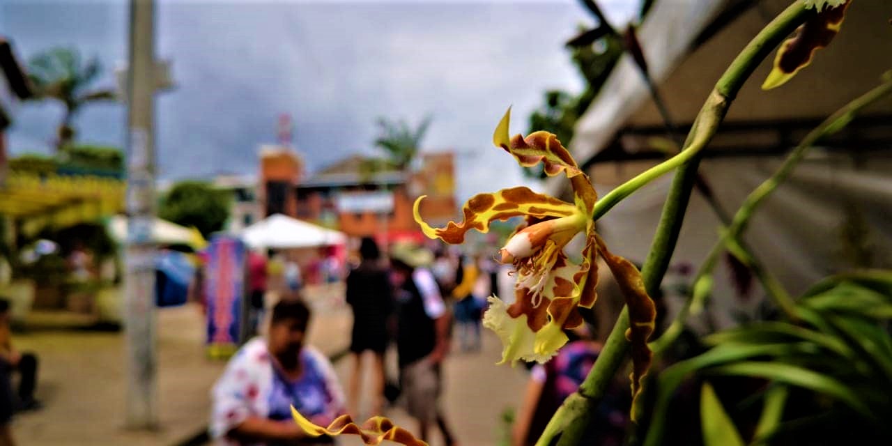 Expofusa y exposicion nacional de orquideas se cancelaron