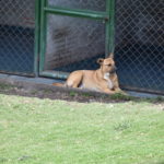 Alcaldia de Girardot debe realizar una mesa de trabajo con Asociacion Animalista