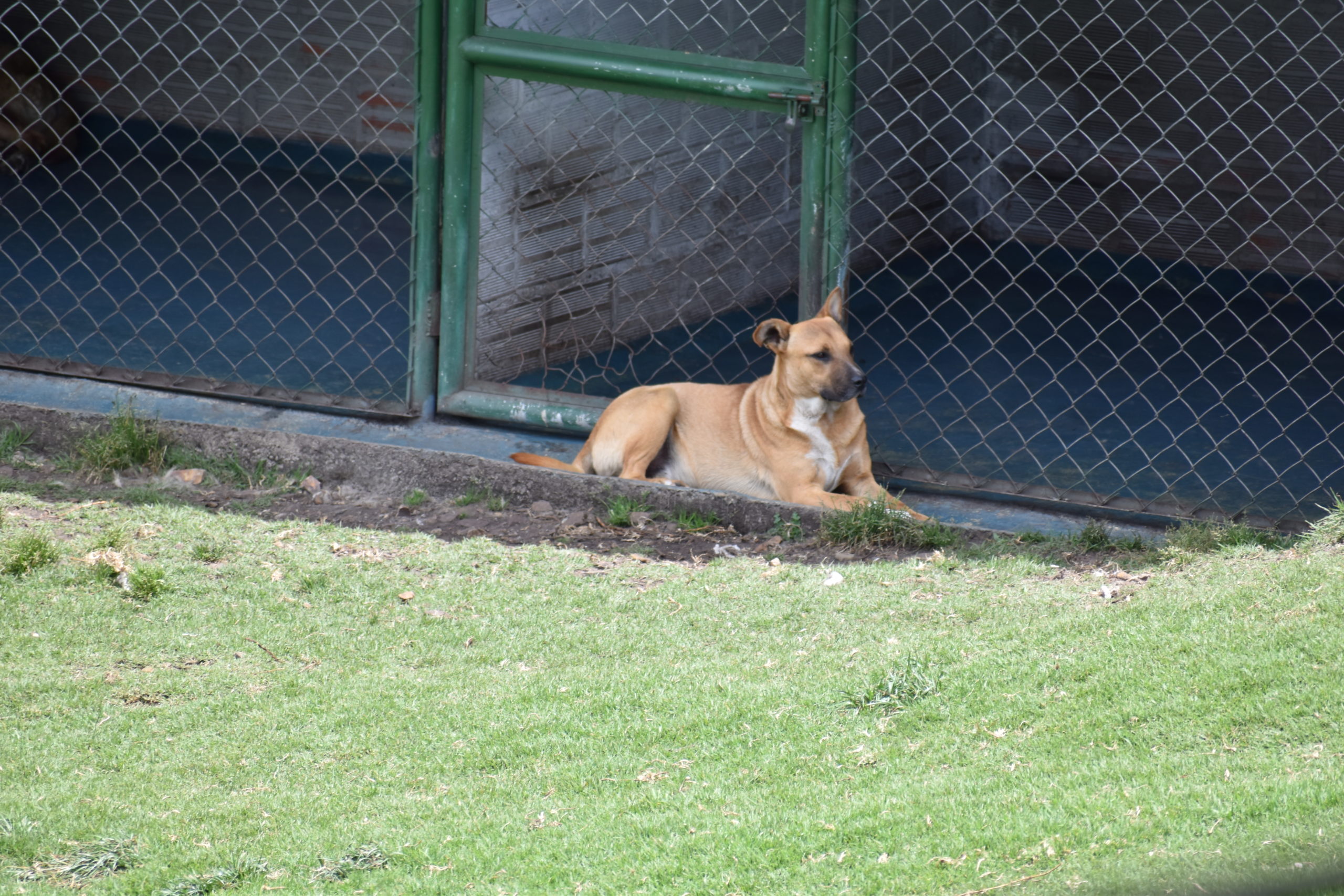 Alcaldia de Girardot debe realizar una mesa de trabajo con Asociacion Animalista scaled
