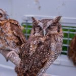 Animales silvestres vuelven a la libertad luego de ser rescatados del trafico y la tenencia ilegal
