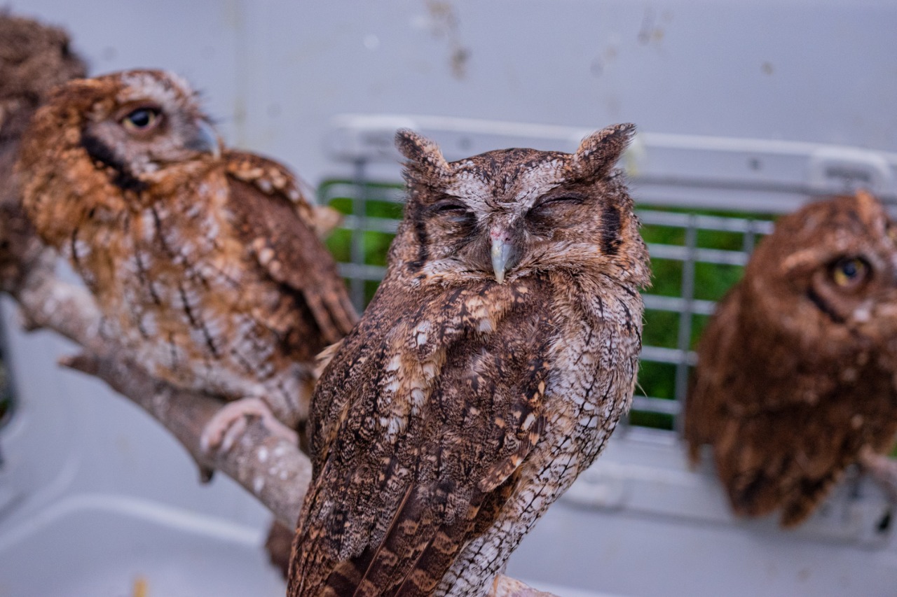 Animales silvestres vuelven a la libertad luego de ser rescatados del trafico y la tenencia ilegal