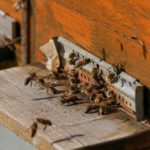 Ataque de abejas en zona residencial de Zipaquira