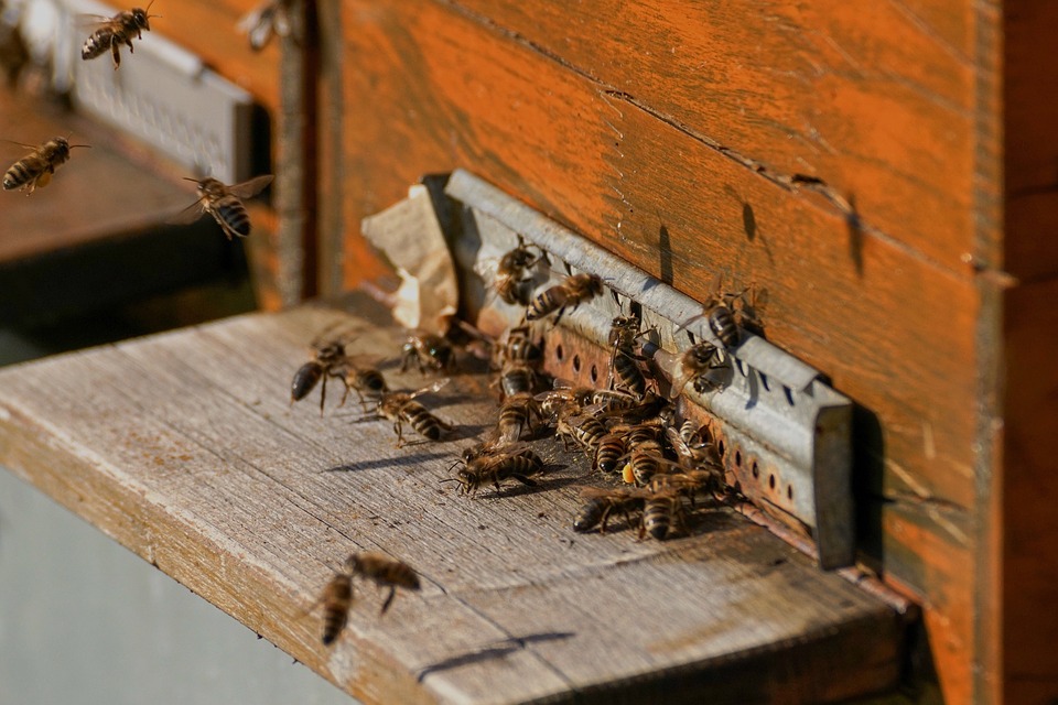 Ataque de abejas en zona residencial de Zipaquira