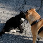 Cajica lidera nueva jornada de adopcion canina y felina