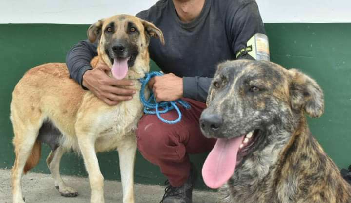Concedida la Personeria Juridica a la Junta Defensora de animales en Madrid Cund. 2