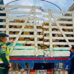Decomisada madera transportada de forma ilegal