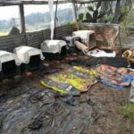 Fiscalia imputo a duena de fundacion en Ubate por albergar animales en malas condiciones
