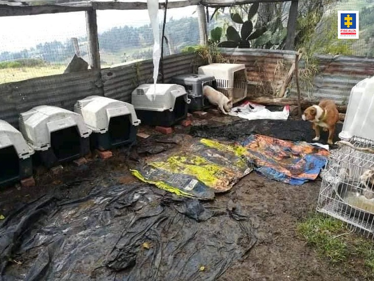 Fiscalia imputo a duena de fundacion en Ubate por albergar animales en malas condiciones