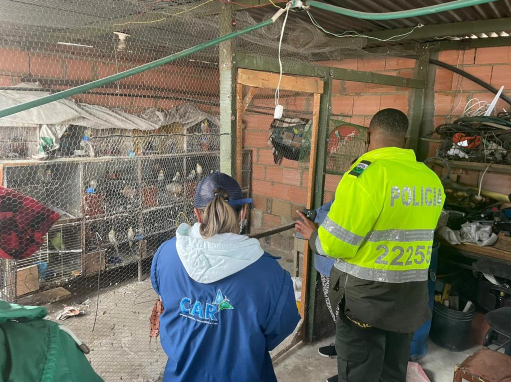 Incautan nueve aves silvestres que permanecian en cautiverio en Mosquera Cundinamarca