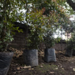 La deforestacion ya es delito y sera penalizada hasta con 15 anos de carcel