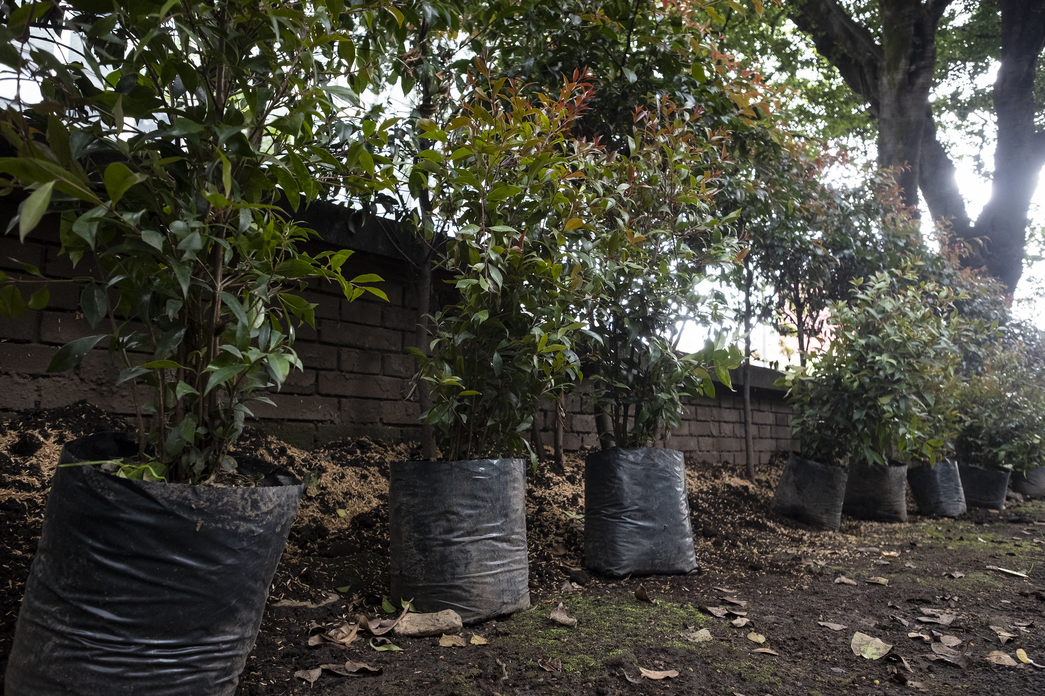 La deforestacion ya es delito y sera penalizada hasta con 15 anos de carcel