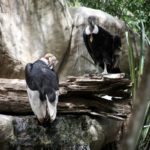 MinAmbiente suscribe convenio para la conservacion del Condor de los Andes
