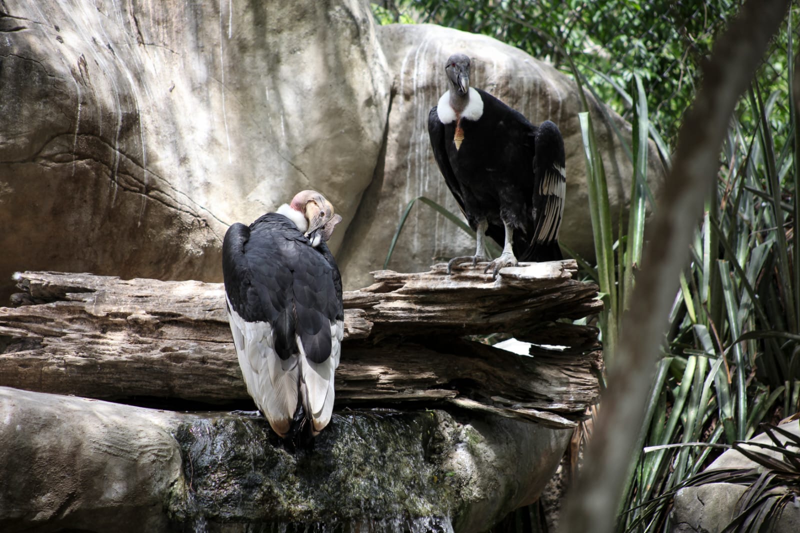 MinAmbiente suscribe convenio para la conservacion del Condor de los Andes