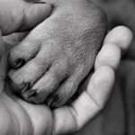 Se presento otro lamentable caso de maltrato animal en Chia