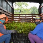 Cinco empresas colombianas han sembrado mas de 11 millones de arboles