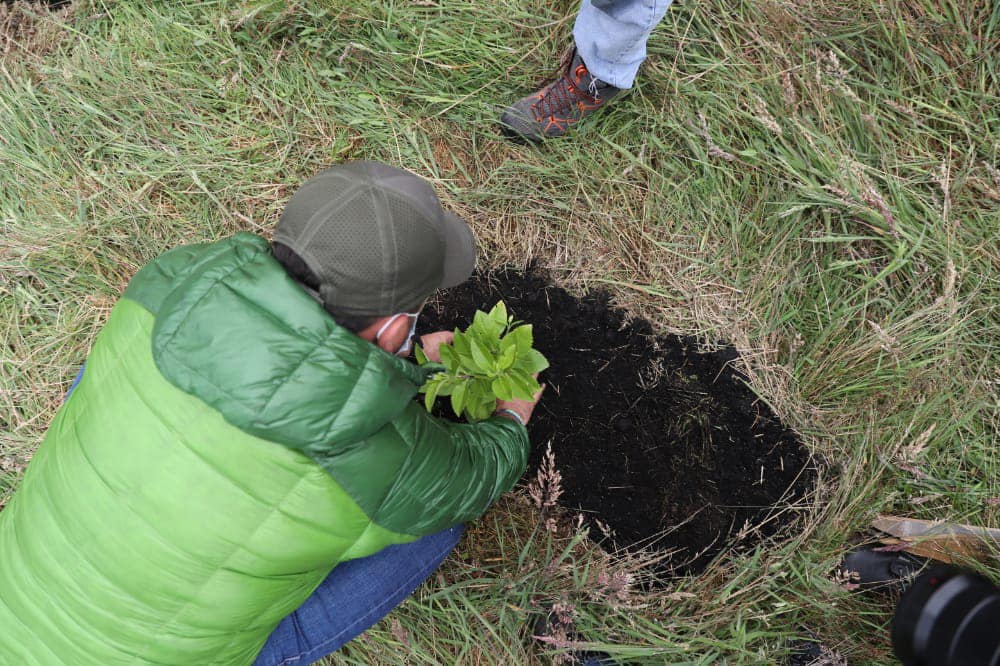 Con la siembra de 25 mil arboles nativos Zipaquira avanza en la reforestacion