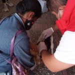 De forma gratuita se aplicaran mas de 540 mil vacunas antirrabicas para Caninos y Felinos en Cundinamarca