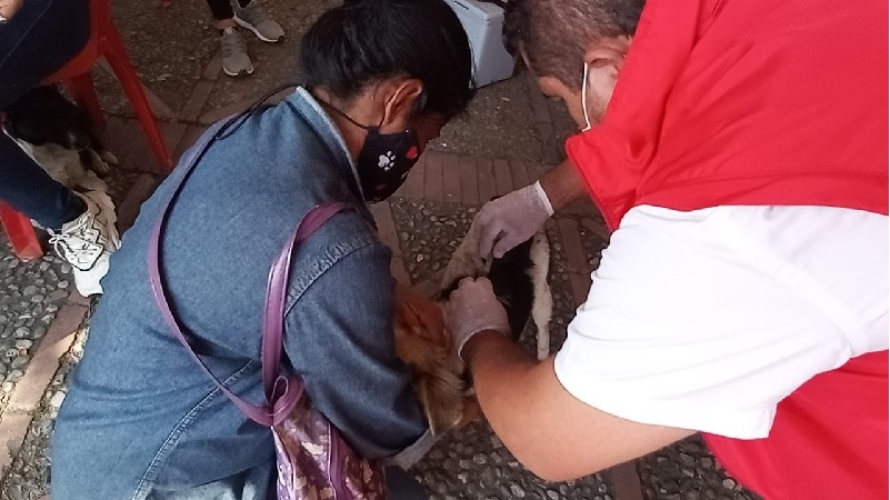 De forma gratuita se aplicaran mas de 540 mil vacunas antirrabicas para Caninos y Felinos en Cundinamarca